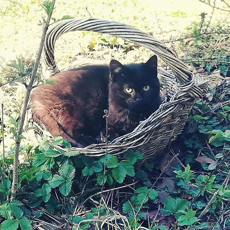 Guest house Irlingerhof 3*