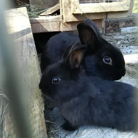 招待所 伊灵格霍夫膳食公寓 3*