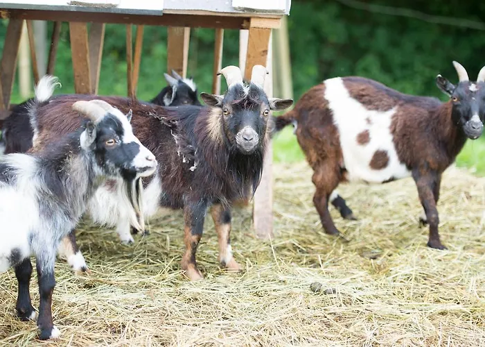 Irlingerhof 3* Mondsee