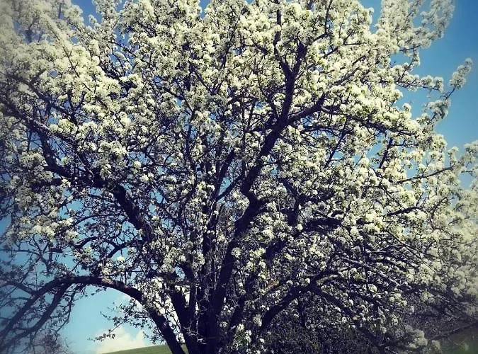 Irlingerhof 3* Mondsee