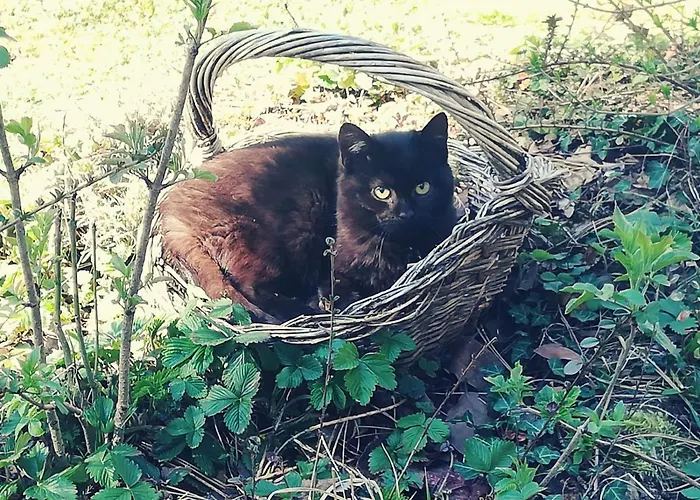 Guest house Irlingerhof 3*