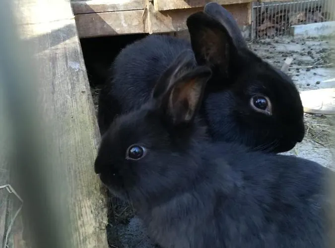 Πανσιόν Irlingerhof 3*