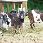 Irlingerhof 3* Mondsee